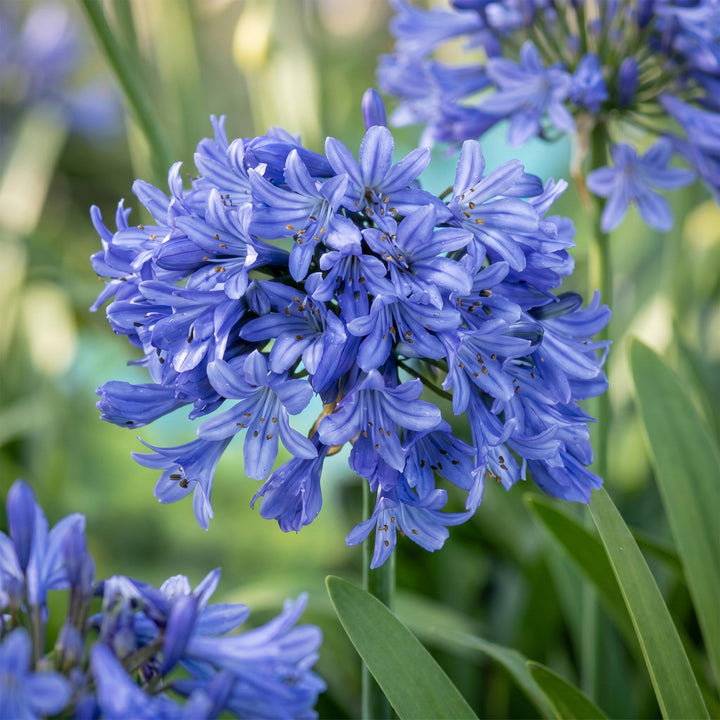 24 Agapanthus africanus African lily plants in 11cm pots, 15-25cm tall - view 5