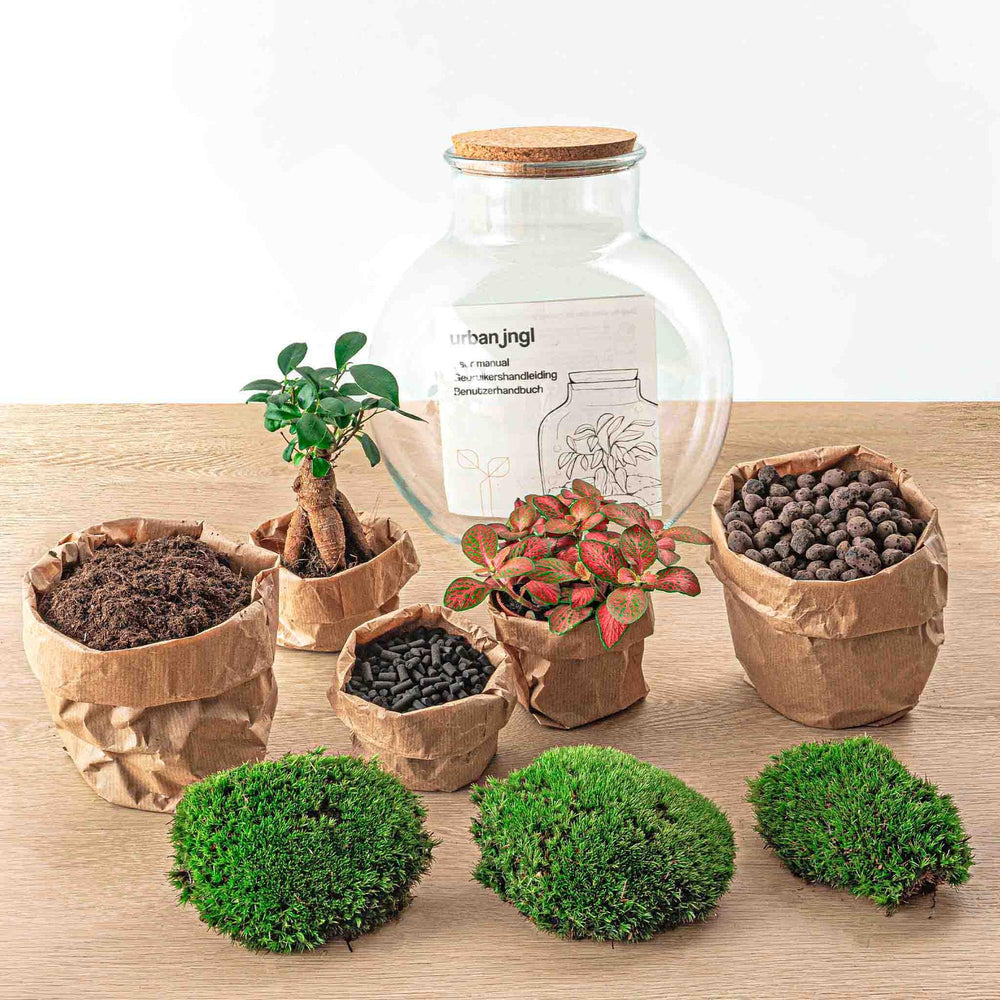 DIY Teddy bonsai terrarium kit with Ficus ginseng bonsai, 26.5 cm tall, image 2