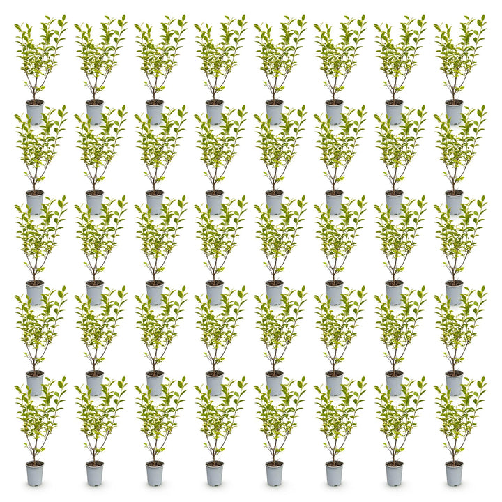 40 Ligustrum ovalifolium 'Aureum' golden privet plants in 9cm pots, 35-45cm tall - view 2