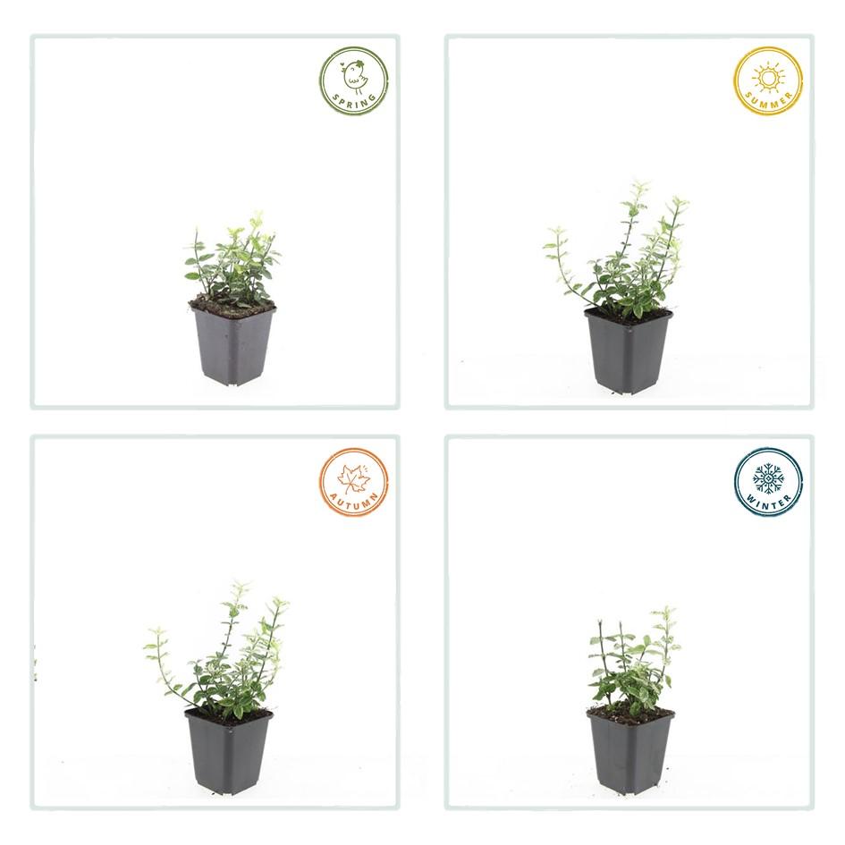 40x Euonymus fortunei Harlequin - Variegated Evergreen Ground Cover