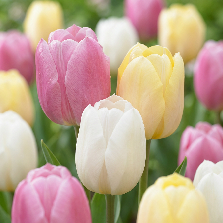 Tulipa Sorbet Mix in flower, goblet-shaped blooms on straight upright stems, 96-bulb pack for Irish gardens