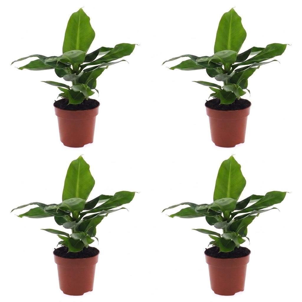 Dwarf Banana Plant (Musa 'Oriental Dwarf') - 4 Plants - 12cm Pot - 30cm Tall