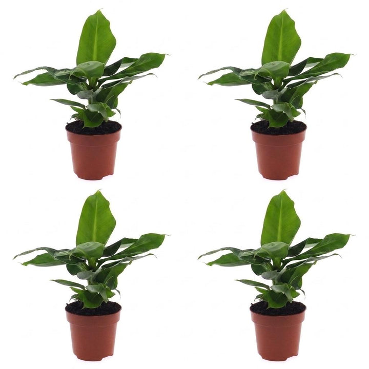 Dwarf Banana Plant (Musa 'Oriental Dwarf') - 4 Plants - 12cm Pot - 30cm Tall