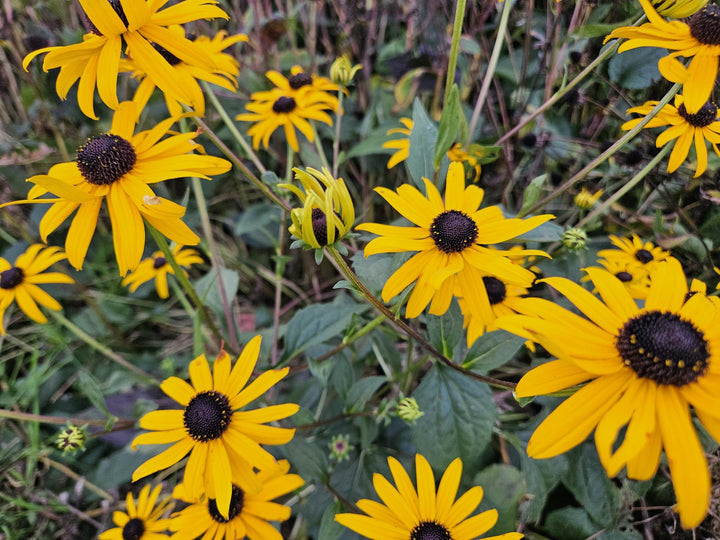 48x Rudbeckia Goldsturm Golden-Yellow Black-Eyed Susan 10-25cm