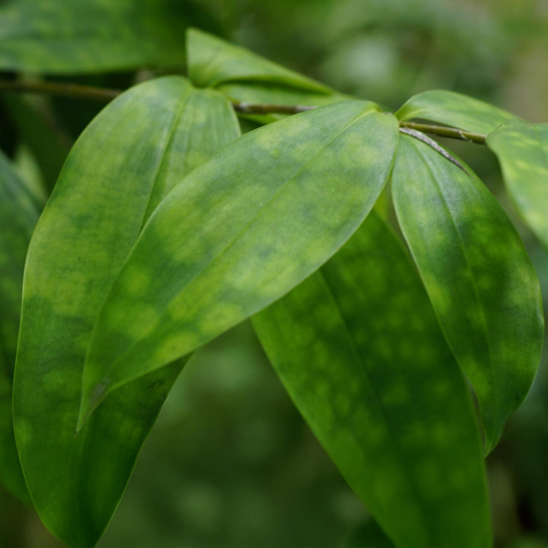 Gold Dust Dracaena (Dracaena surculosa), detail view 4