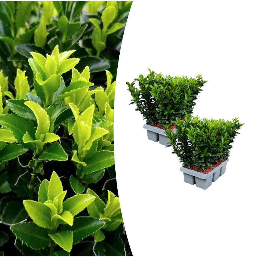 Euonymus japonicus 'Green Spire' hedge plants, pack of 12 in 7cm pots