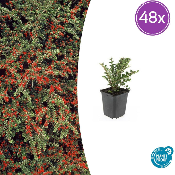 48x Cotoneaster Horizontalis - Ground Cover Shrub - 10-25cm - Ø9cm