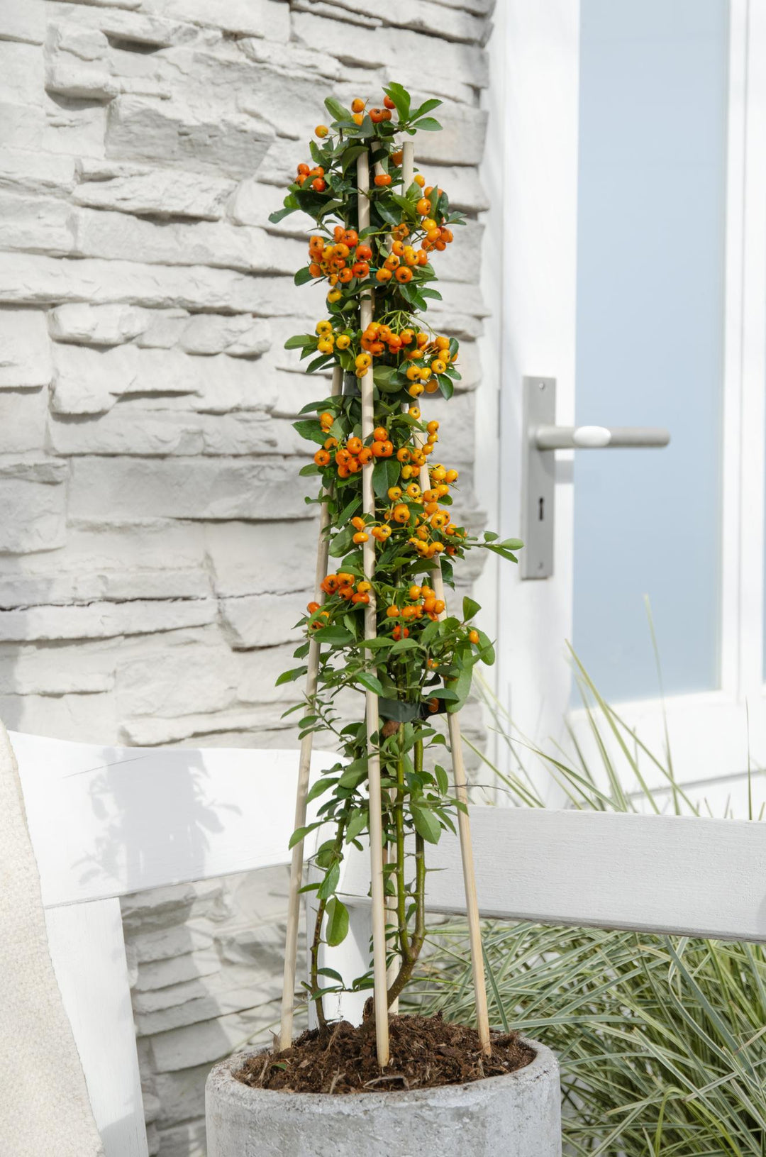 4x - Pyracantha 'Orange Glow' - ↨65cm - Ø15