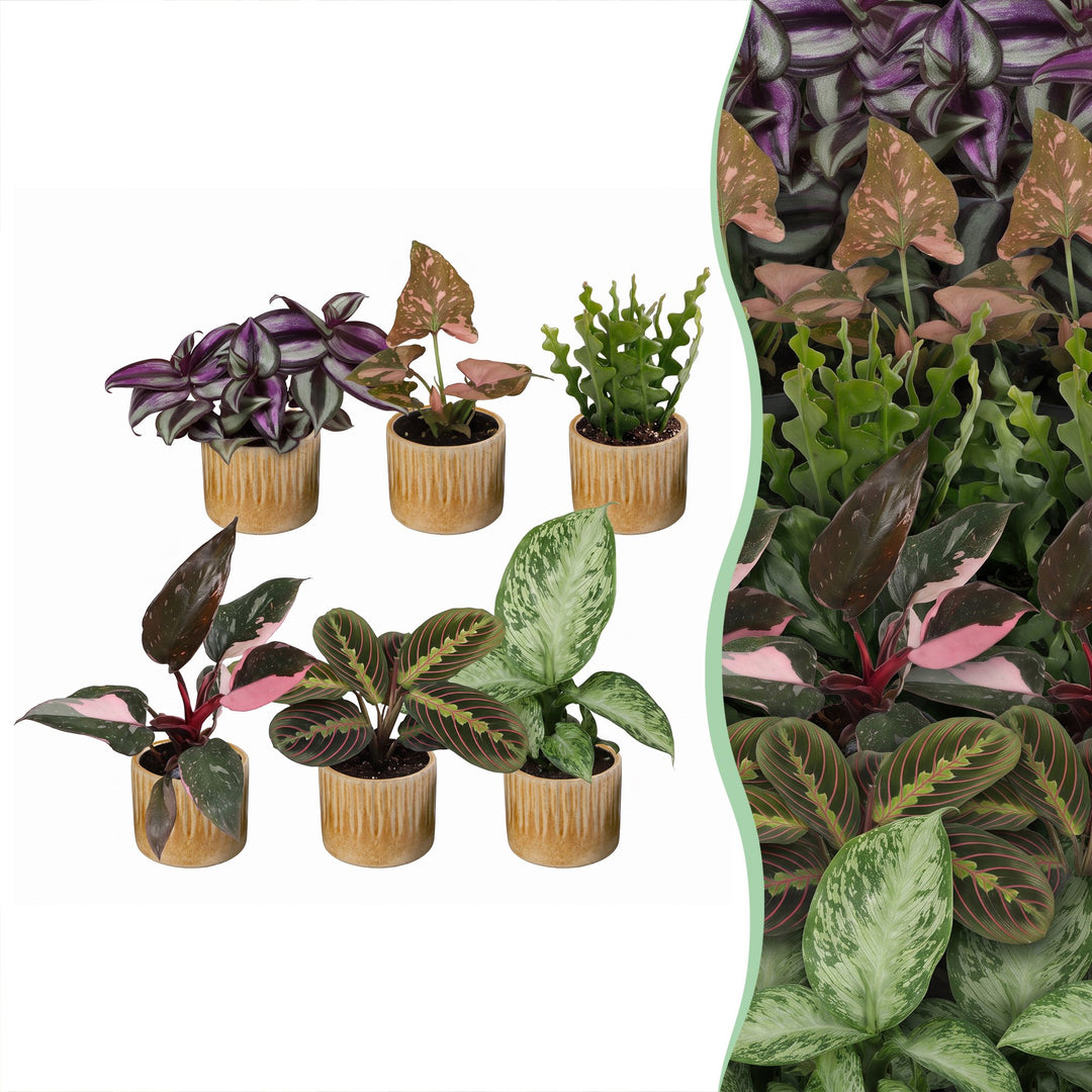 Baby Plants Surprise Box, pack of 6 tropical plants in 6 cm pots