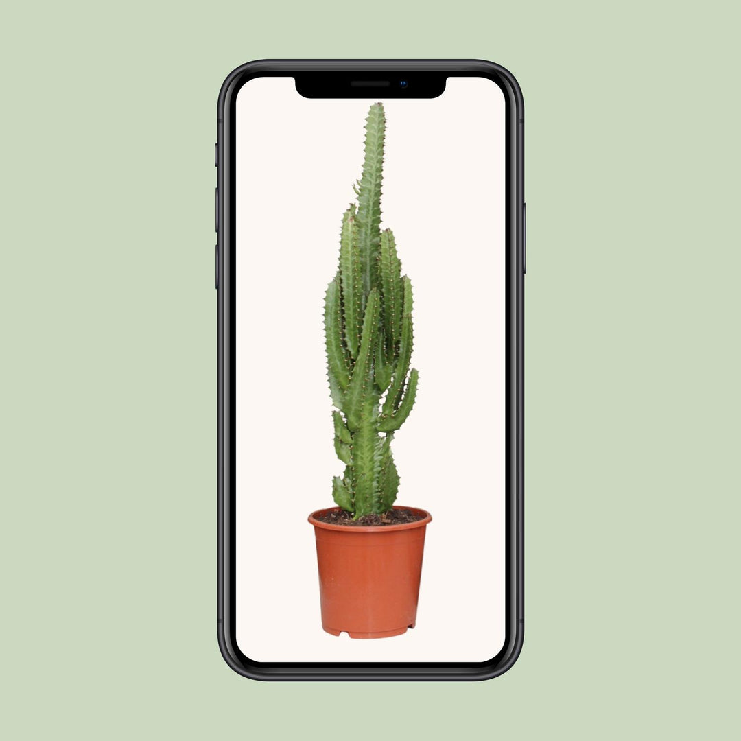 Euphorbia Trigona 70cm — African Milk Tree in 17cm pot