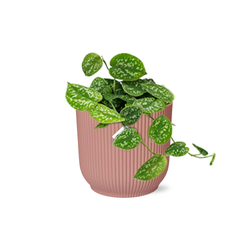 Scindapsus pictus Argyraeus with silver-spotted trailing leaves in a pink ribbed ELHO Vibes pot