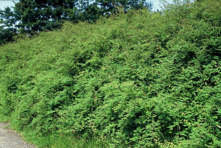 60x Symphoricarpos ch. 'Hancock' - ↕10-25cm - Ø9cm