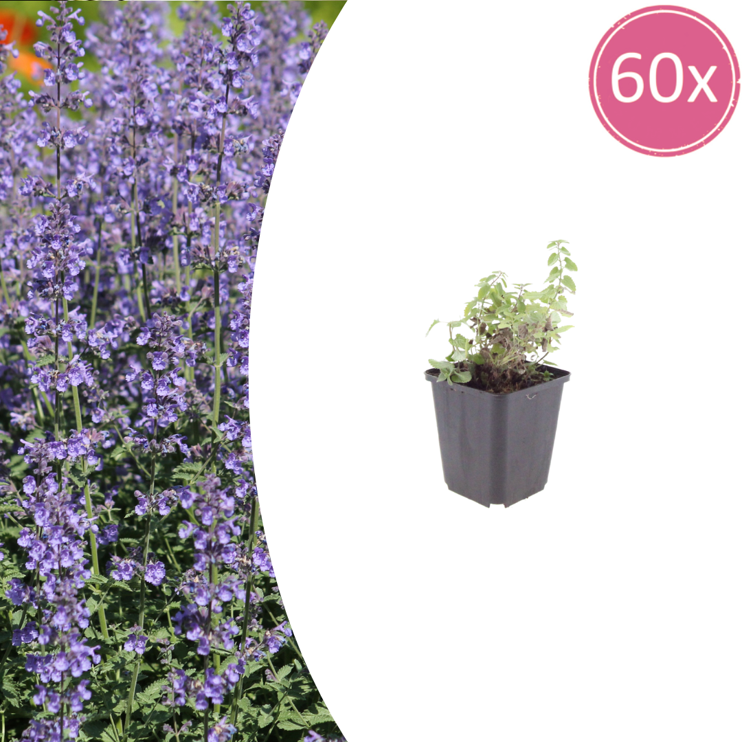 60x Nepeta 'Grol' - ↕10-25cm - Ø9cm