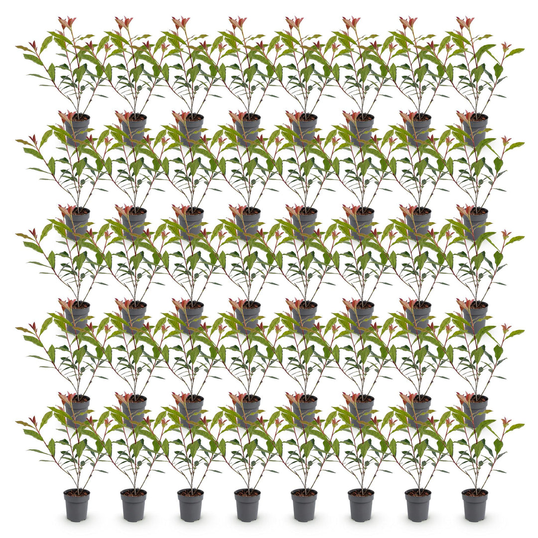 40x Photinia fraseri 'Carre Rouge' - Evergreen Red-Tipped Hedging - 9cm Pot - 25-35cm