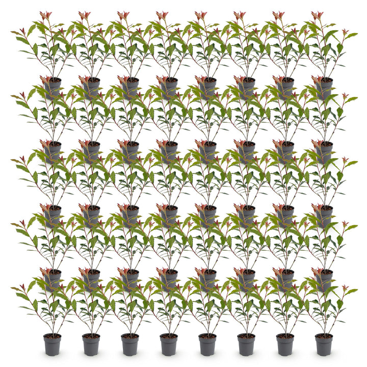 40x Photinia fraseri 'Carre Rouge' - Evergreen Red-Tipped Hedging - 9cm Pot - 25-35cm