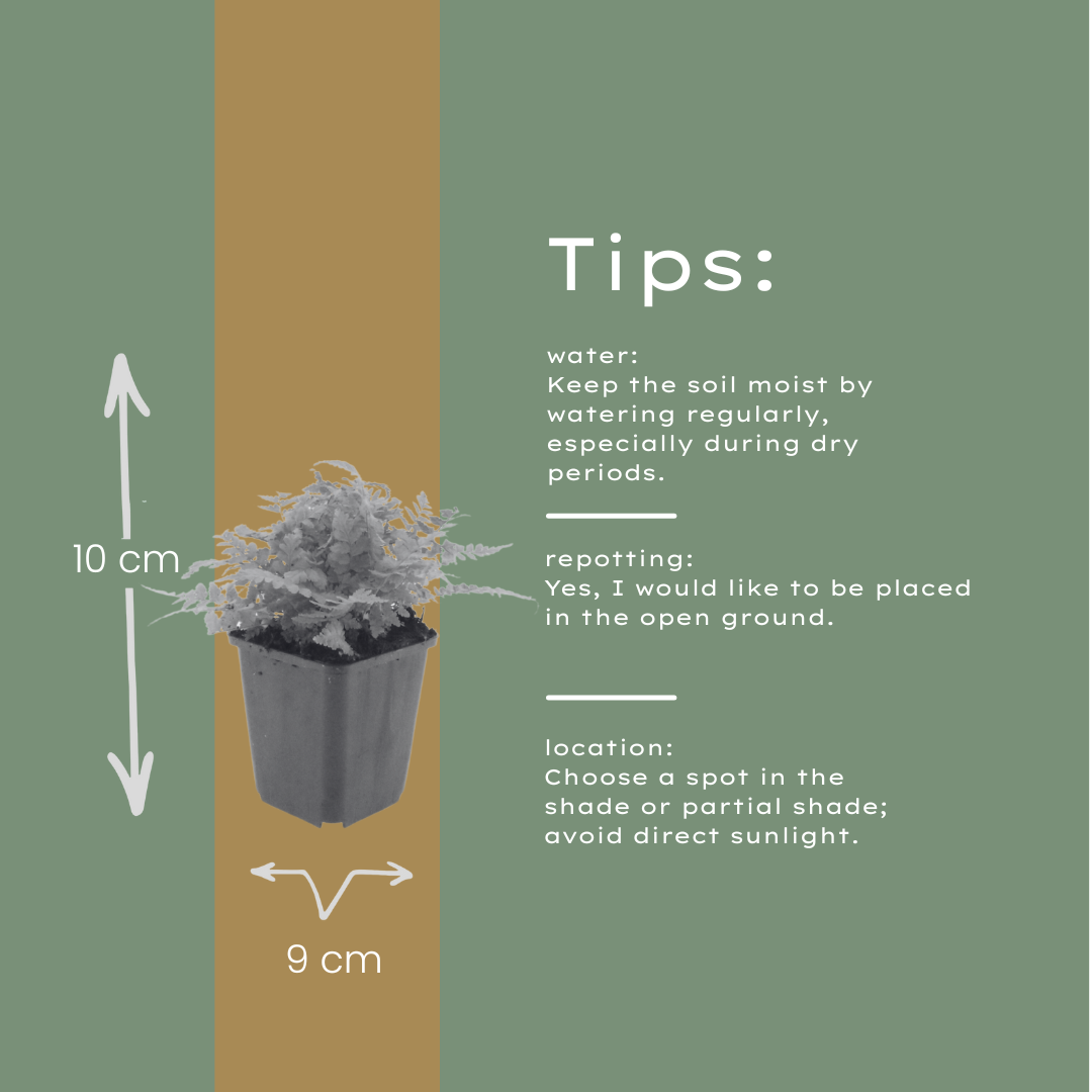 48x Dryopteris filix-mas - ↕10-25cm - Ø9cm