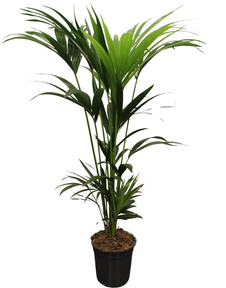 Howea Forsteriana (Kentia Palm) Ø24cm Pot - ↕120cm