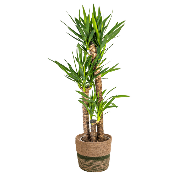 Yucca Elephantipes 120-140cm — Spineless Yucca in 24cm pot, with basket