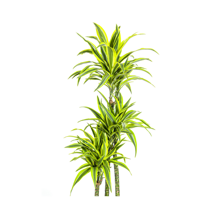 Dracaena Lemon Lime - Variegated Indoor Plant 170-190cm Tall
