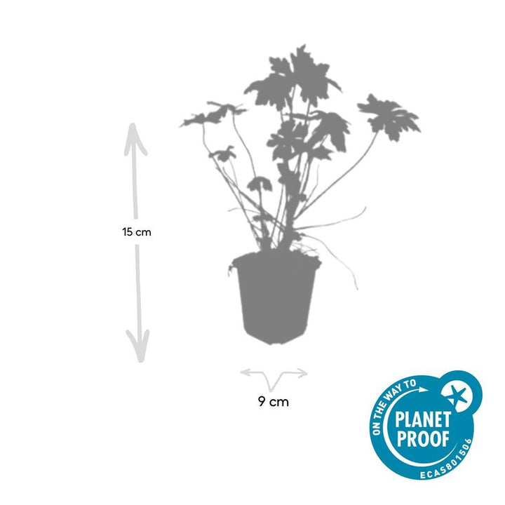 6x Geranium macrorrhizum - ↕10-25cm - Ø9cm full-plant overview, blue-violet garden flowers and soft foliage