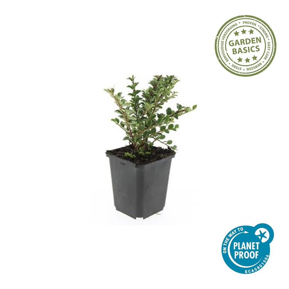 48x Cotoneaster Horizontalis - Ground Cover Shrub - 10-25cm - Ø9cm