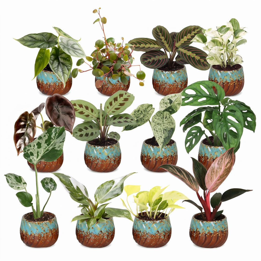 12x Baby Plants Surprise Box incl. Copper Reef – PlantGift.ie