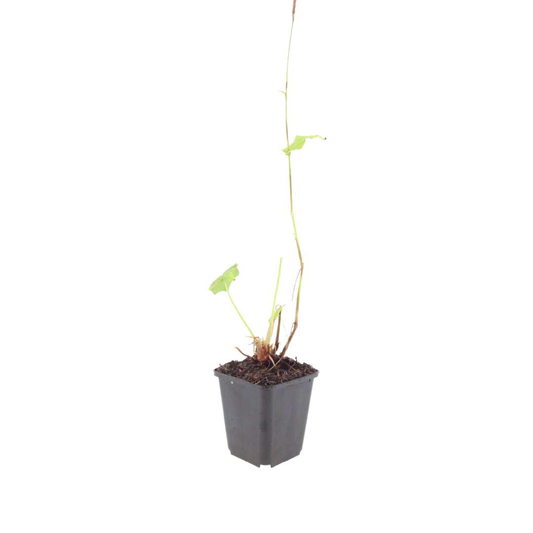 60x Persicaria bistorta 'Superba' - ↕10-25cm - Ø9cm