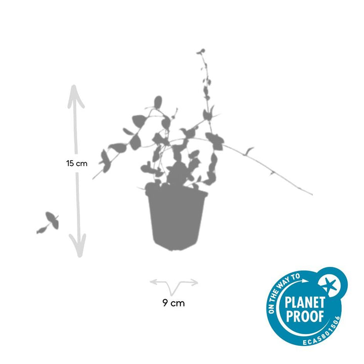 48x Vinca minor Blue and Gold - Evergreen Ground Cover - 10-25cm