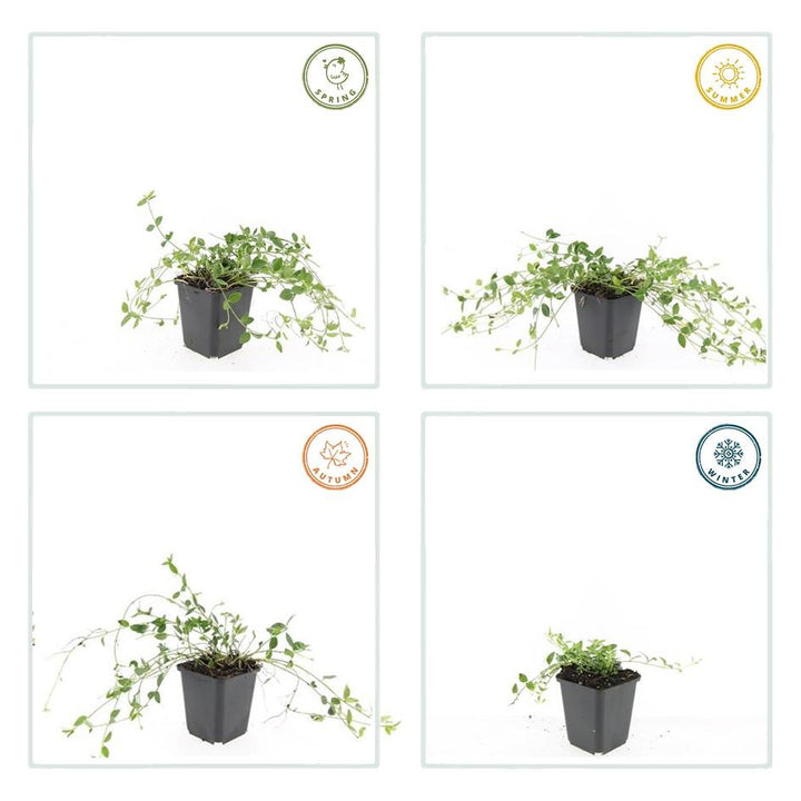 48x Vinca minor 'Gertrude Jekyll' White Flowering Ground Cover - 9cm