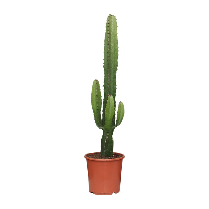Euphorbia Acrurensis 50cm — African Milk Tree in 17cm pot