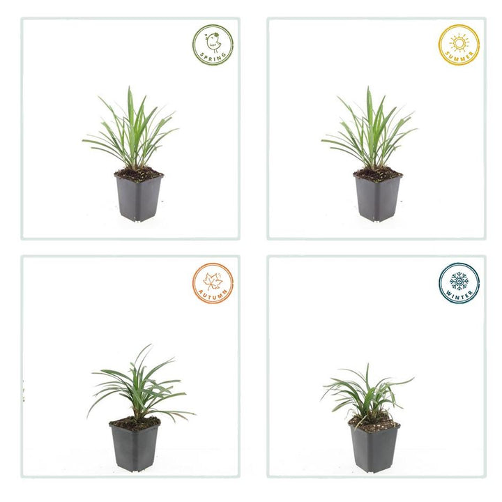 24x Liriope muscari 'Ingwersen' Lily Turf - Clumping Border Plants 9cm