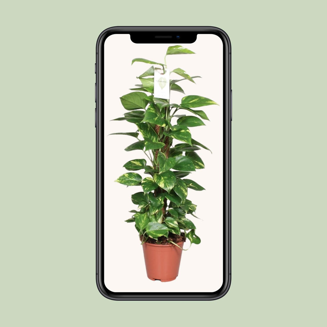 Epipremnum Pinnatum Mosstok 80cm Scindapsus - Ø19cm - ↕80cm packed for EU plant delivery from PlantGift.ie
