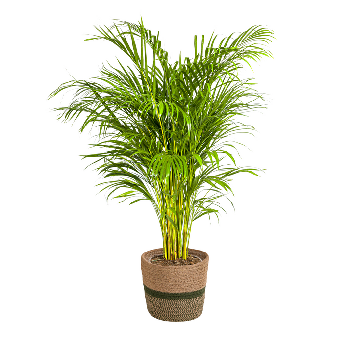 Dypsis Areca Lutescens 120-140cm — Areca Palm in 24cm pot, with basket
