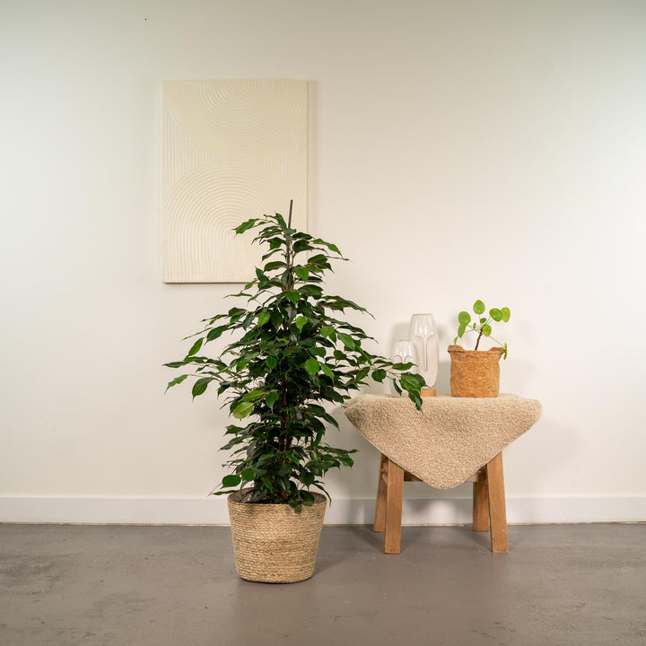 Ficus Benjamina 'Danielle' Weeping Fig - 21cm Pot - 95cm Tall - with Selin Basket