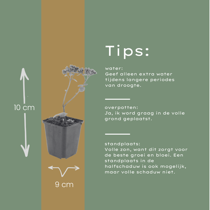 60x Sedum 'Matrona' - ↕10-25cm - Ø9cm