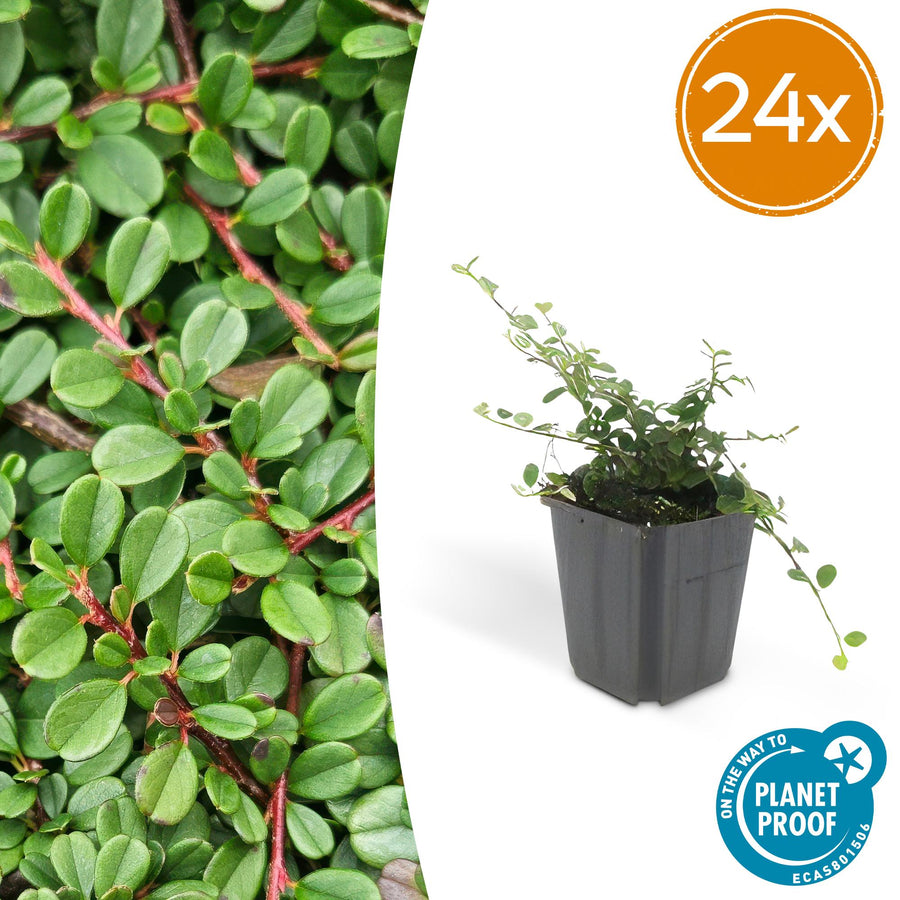 24 Cotoneaster 'Streib's Findling' ground cover plants in 9cm pots, featuring green foliage and autumn berries, by Eversprin
