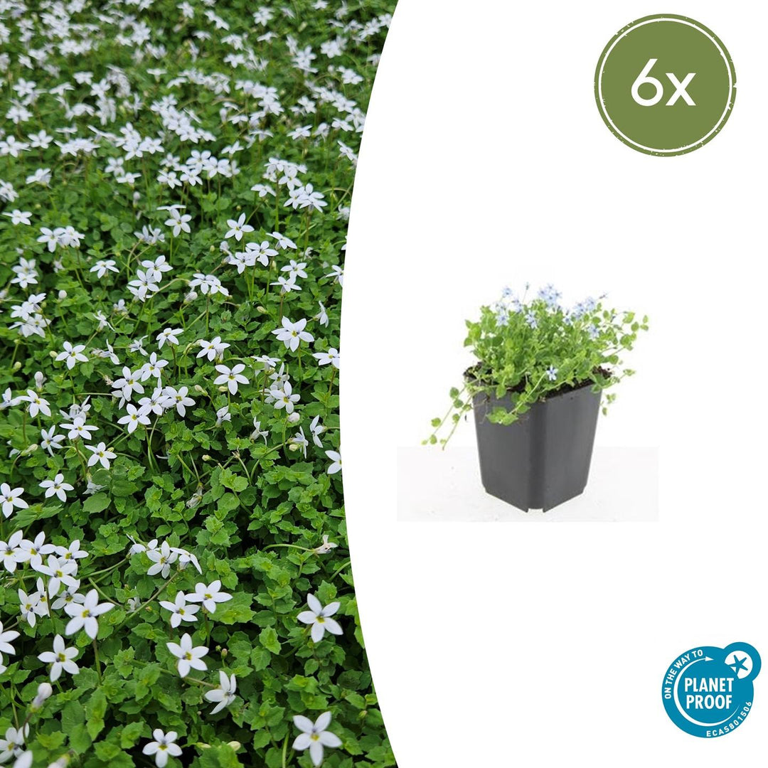 Isotoma fluviatilis 'Alba' with small white flowers and bright green foliage in black plastic pot, 6x pack shown