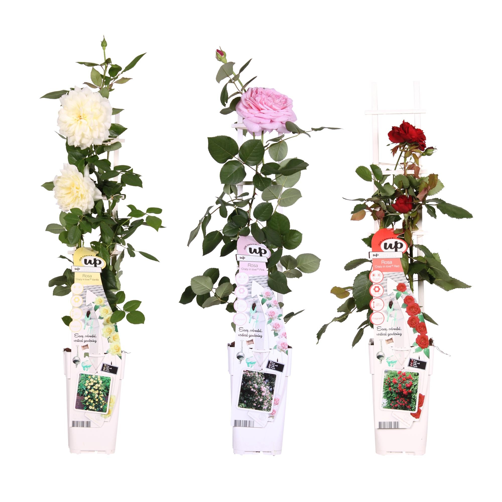 3x Rosa Mix Bush Rose | Selection | PlantGift.ie – Plant Gift