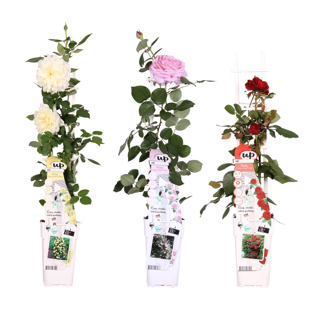 3x Rosa Mix - Bush Rose Selection - Ø15cm - ↕65cm