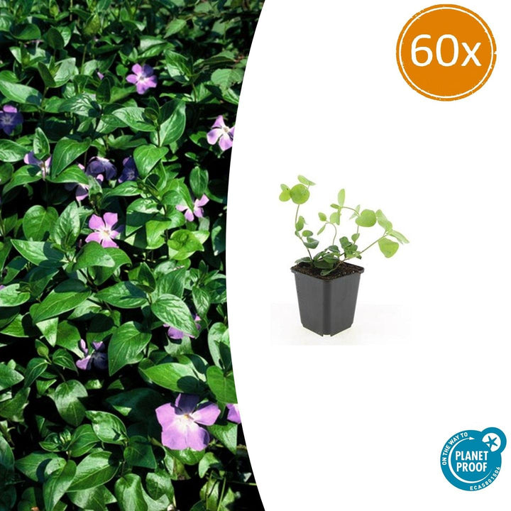 60x Vinca major - ↕10-25cm - Ø9cm