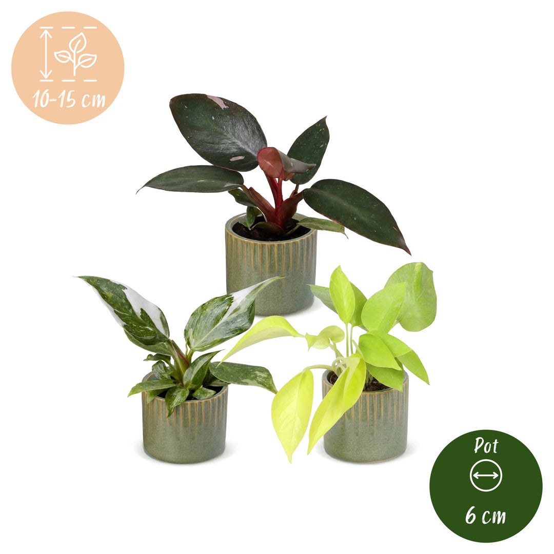 Baby Philodendron Tricolour trio, pack of 3 indoor plants, image 5