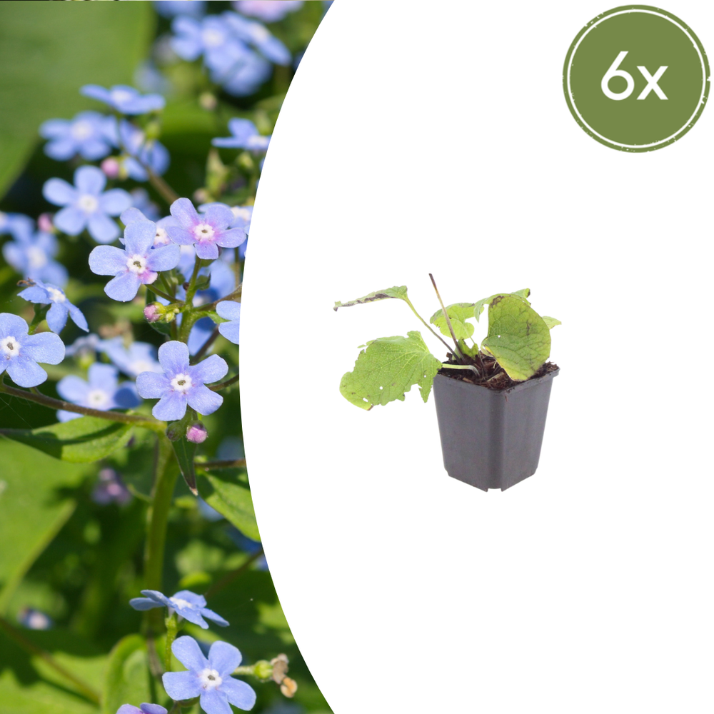 Healthy foliage and strong roots close-up of 6x Brunnera macrophylla - ↕10-25cm - Ø9cm