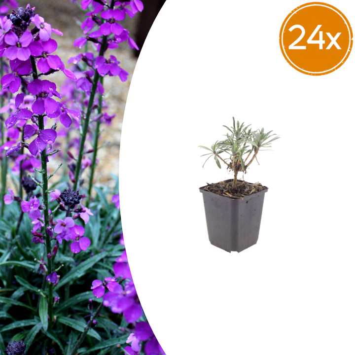 Healthy foliage and strong roots close-up of 24x Erysimum 'Bowles' Mauve' - ↕10-25cm - Ø9cm