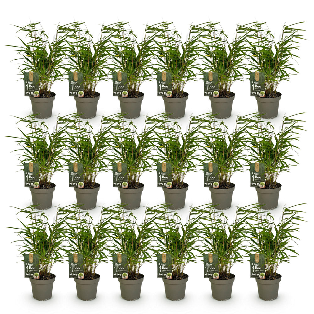 18 Fargesia rufa clumping bamboo plants in 14cm pots - view 2