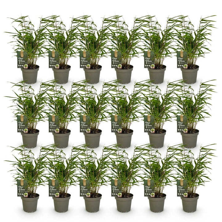 18 Fargesia rufa clumping bamboo plants in 14cm pots - view 2