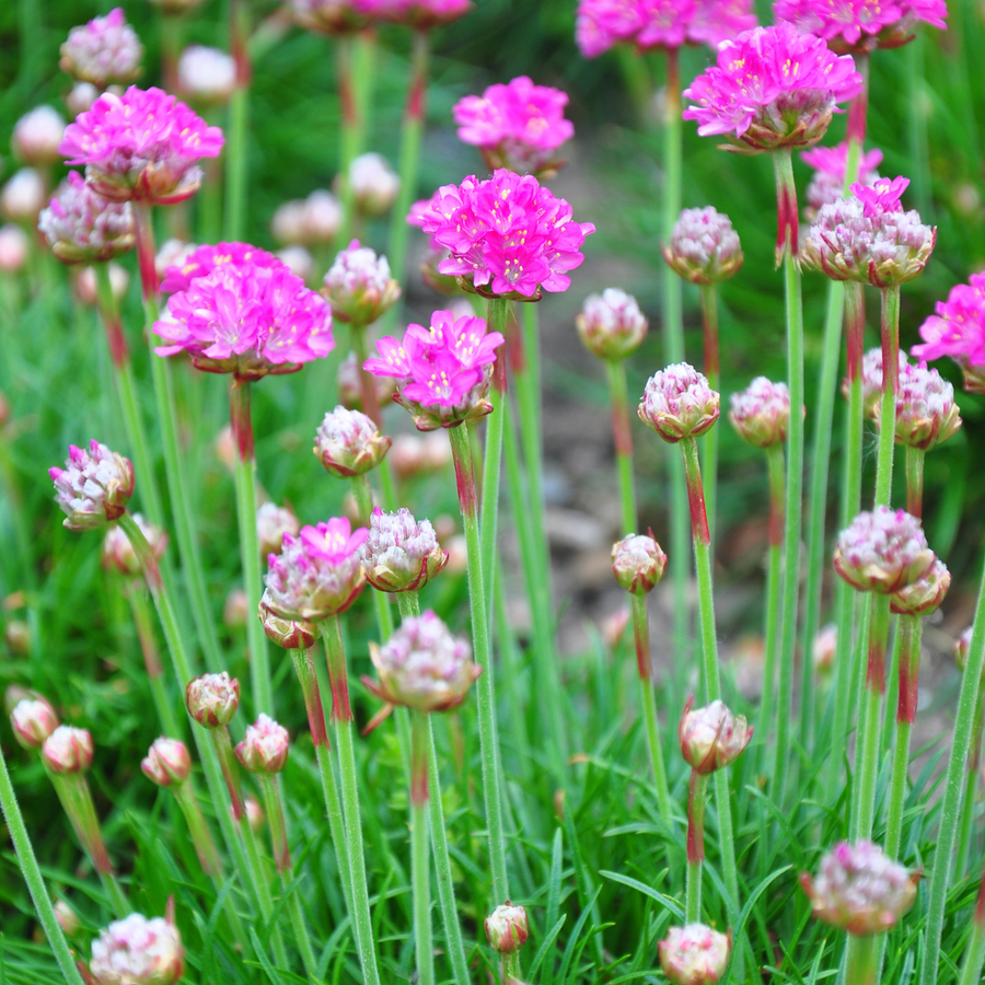 Thrift Armeria with bright magenta pompom flowers and unopened buds on thin green stems with grass-like foliage