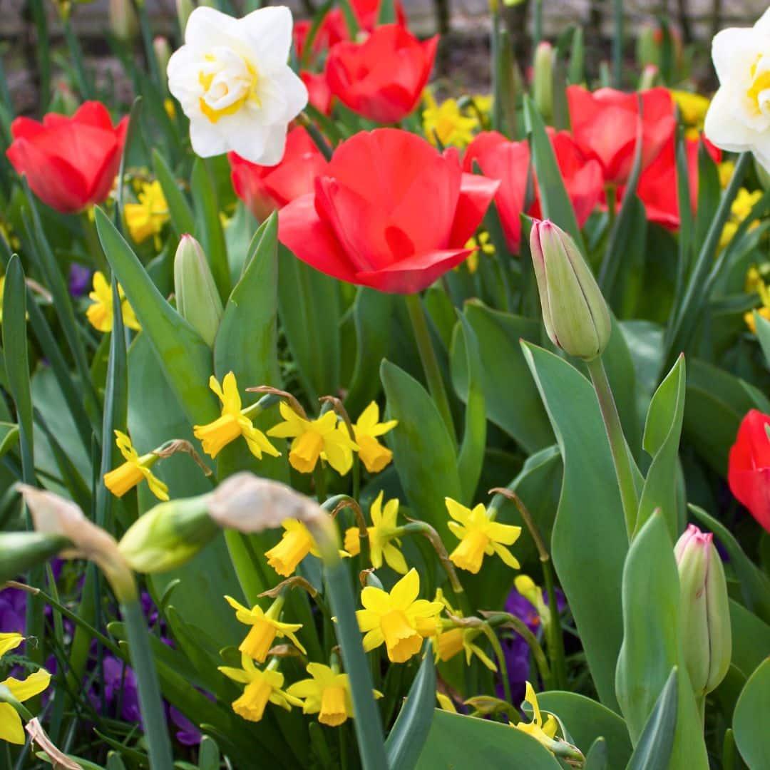 Colorful flower mix featuring red tulips, white daffodils, and yellow narcissus in vibrant green foliage by Everspring.