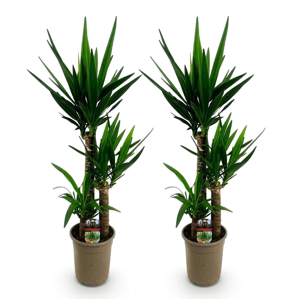 Yucca (Yucca elephantipes) - view 2