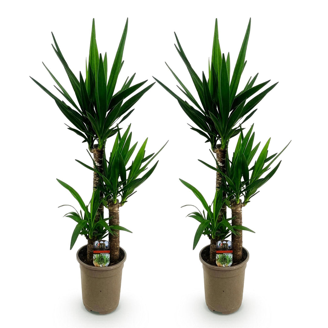 Yucca (Yucca elephantipes) - view 2