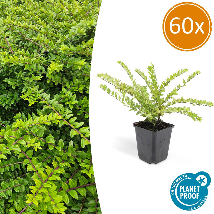 60 Lonicera nitida 'Maigrün' plants, green foliage, height 10-25cm, potted in 9cm diameter containers by Everspring